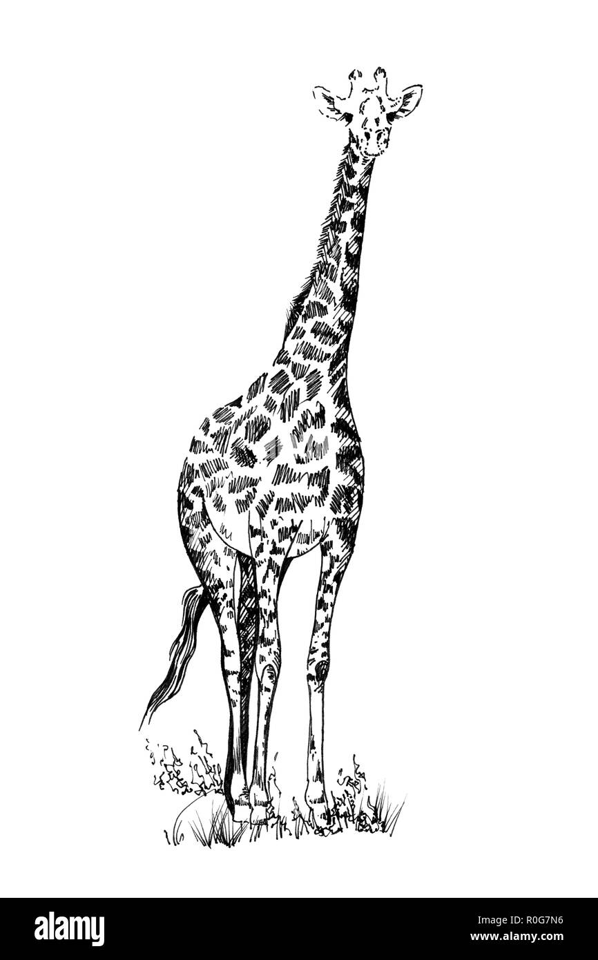 Cartoon giraffe Black and White Stock Photos &amp; Images - Alamy