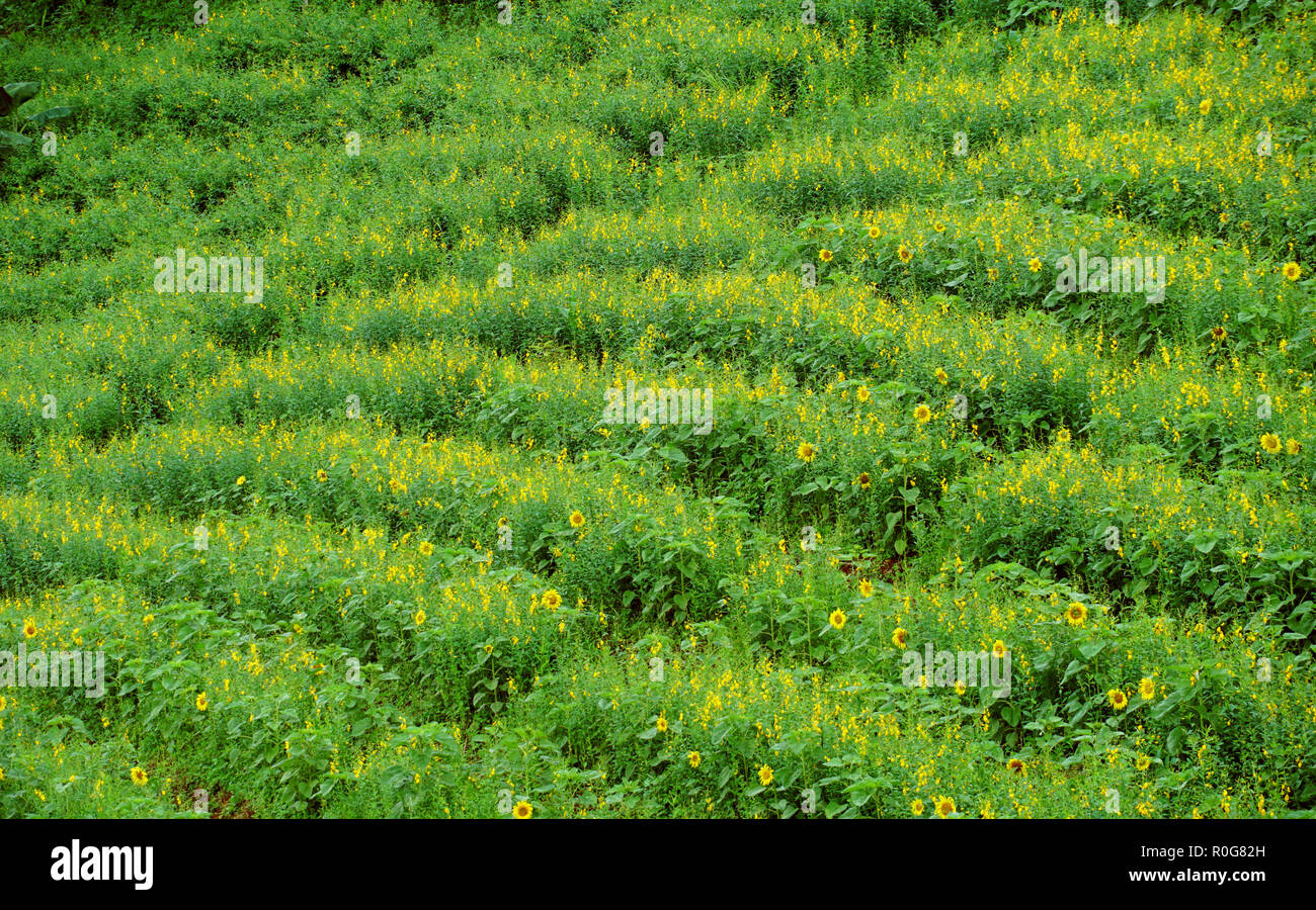 Sunflower field background Stock Photo - Alamy