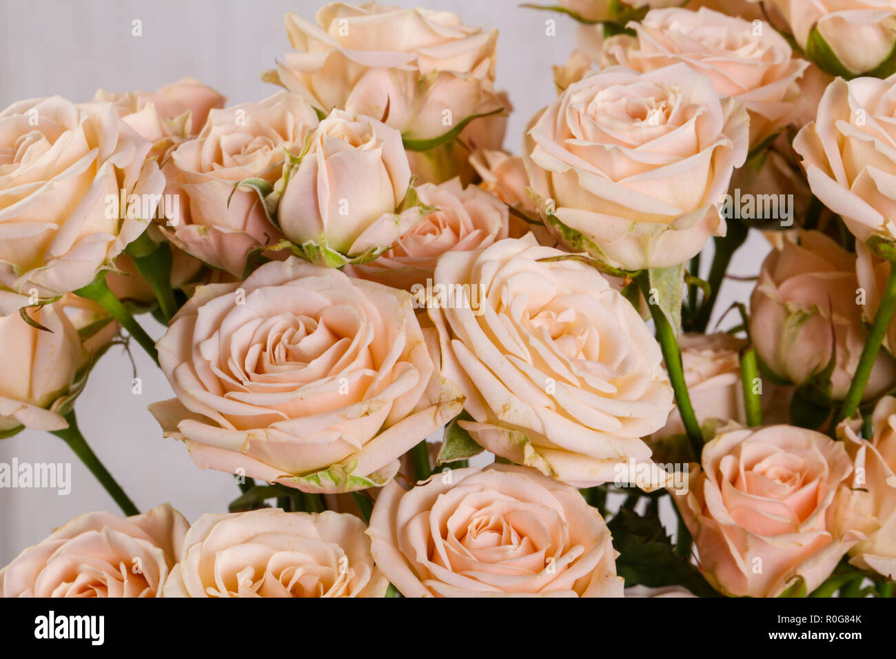 Pink roses bouquet isolated on white background Stock Photo - Alamy