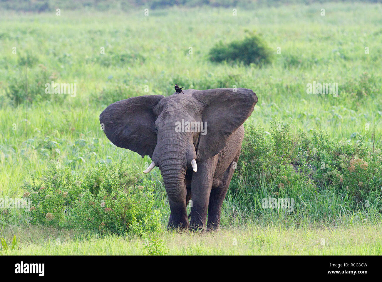 Elephant African male young Murchison Falls National Park Uganda Stock Photo