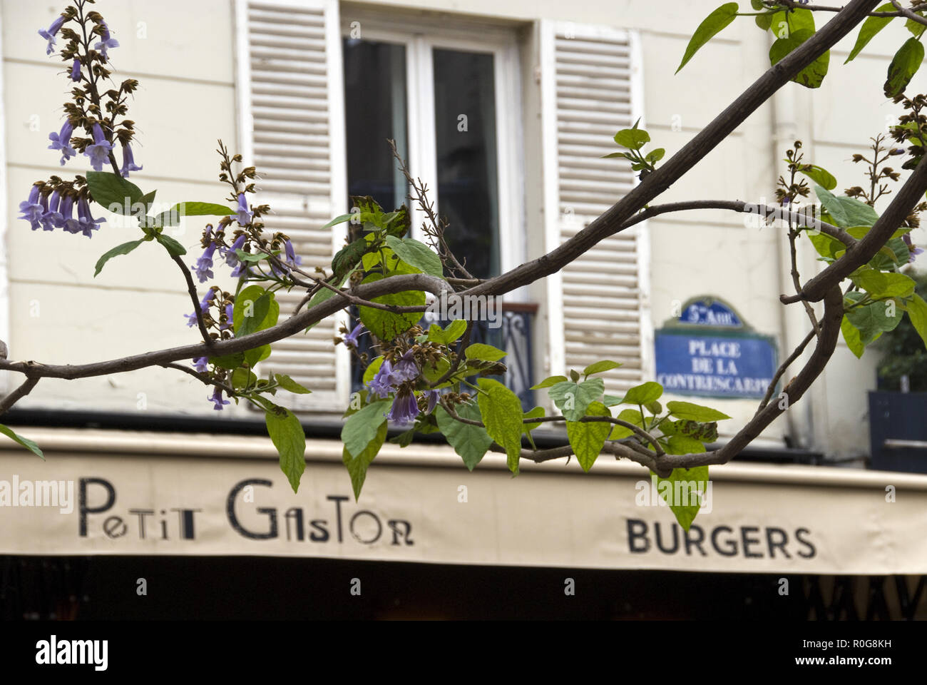A tree flowers in front of a hamburger restaurant in the Place de la Contrescarpe, the focal point of the Rue Mouffetard district, Paris, France. Stock Photo