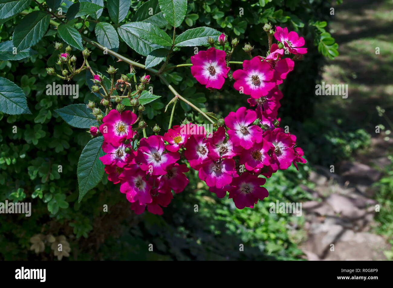 Pink and white mix color rose bush in bloom in the coniferous forest near to Pasarel village, Bulgaria Stock Photo