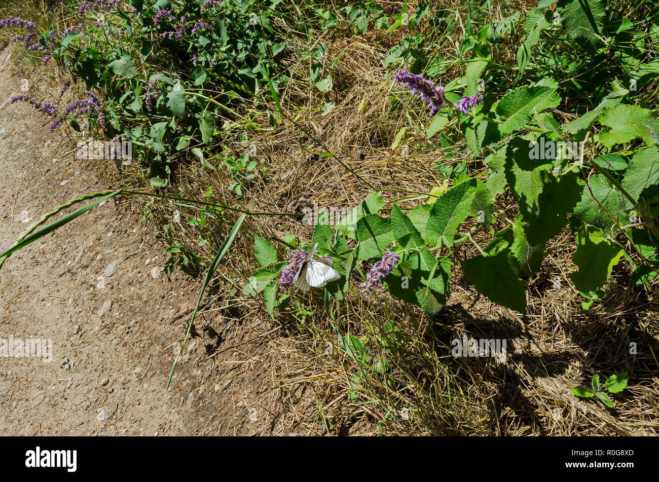 Two insect pest American white butterfly, Black-veined White, Aporia crataegi or Hyphantria cunea on the purple flower, Lozen mountain, Bulgaria Stock Photo