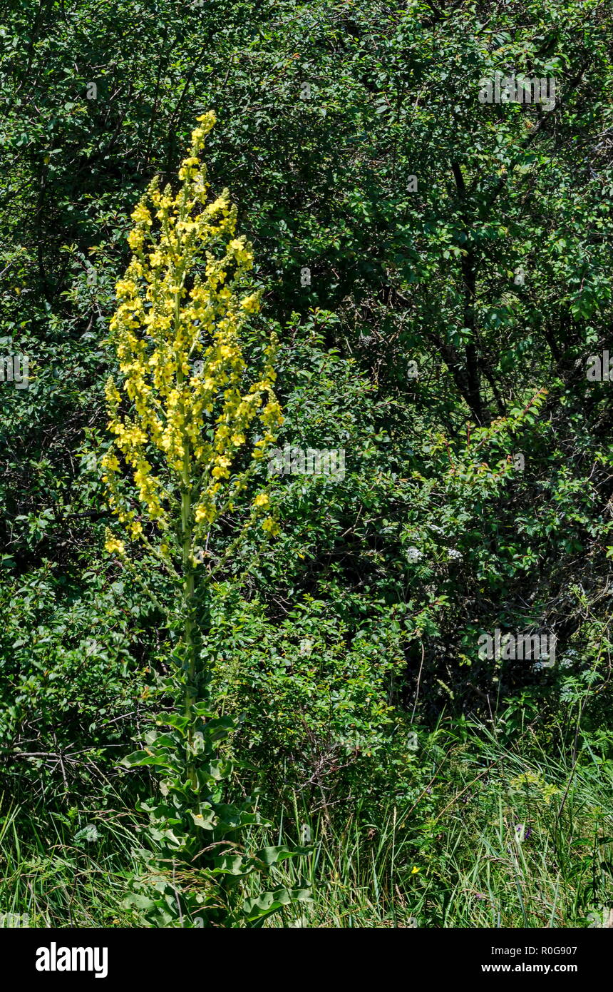 Fresh Common Mullein Blossoms or Verbascum thapsus  in the Lozen mountain , Bulgaria Stock Photo