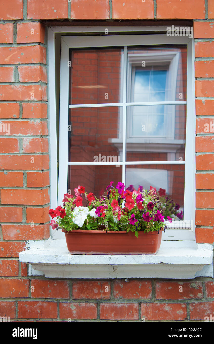 Windows with flowers in a flower box. Brick wall Stock Photo Alamy