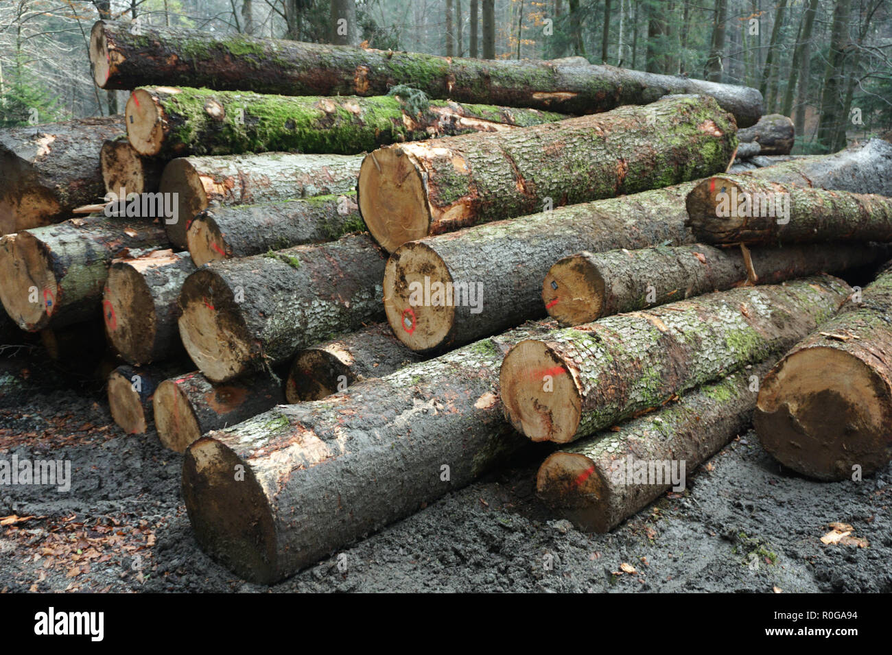 A pile of wooden logs stacked up and prepares for the wood industry Stock Photo