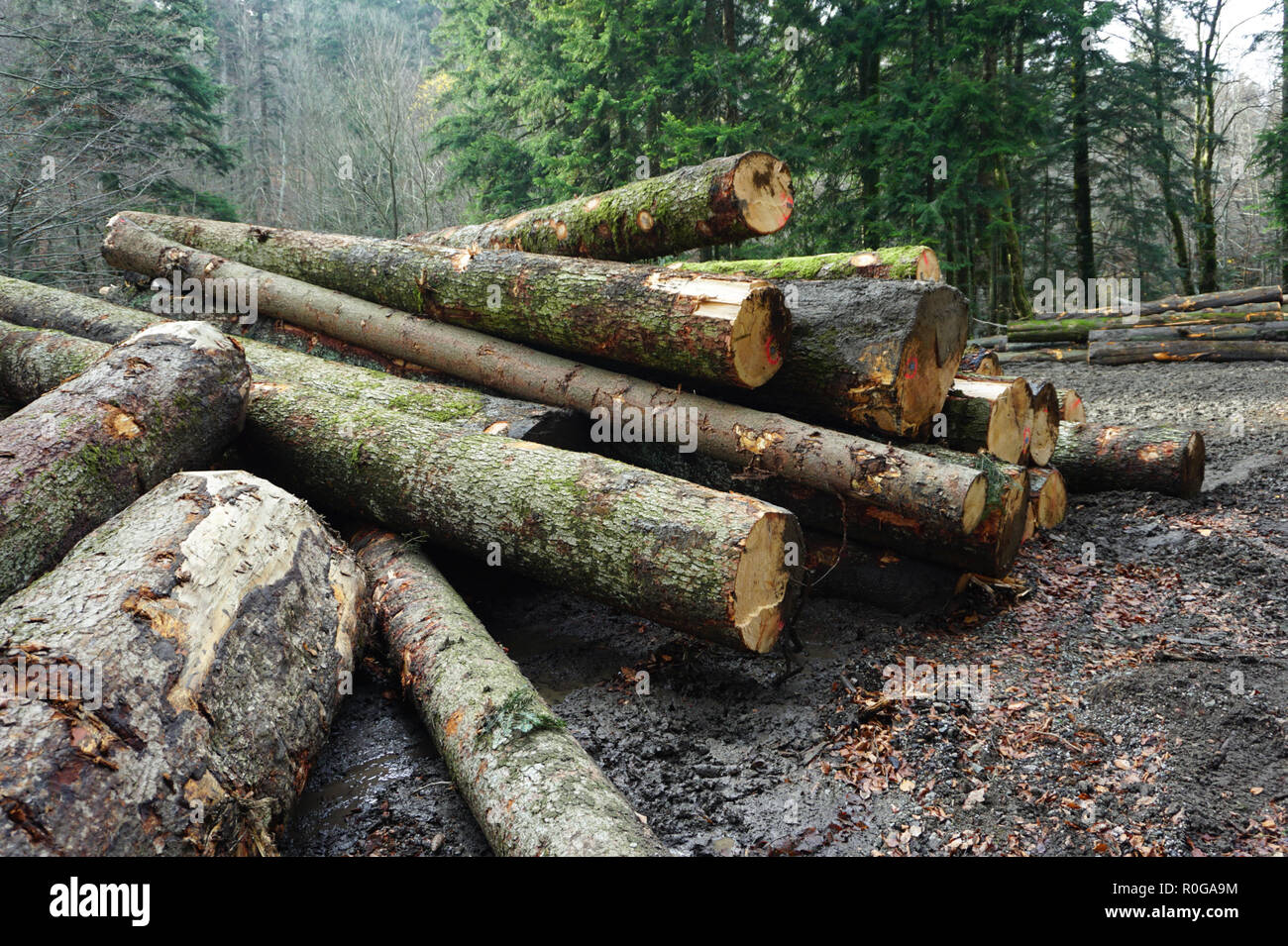 Big wood logs on the pile in the forest on an autumn cloudy day Stock Photo