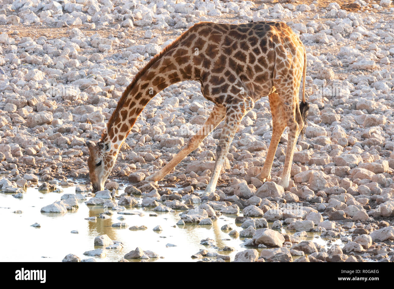 Southern Giraffe drinking at a waterhole; ( Giraffa Giraffa ), Etosha national park, Namibia Africa Stock Photo