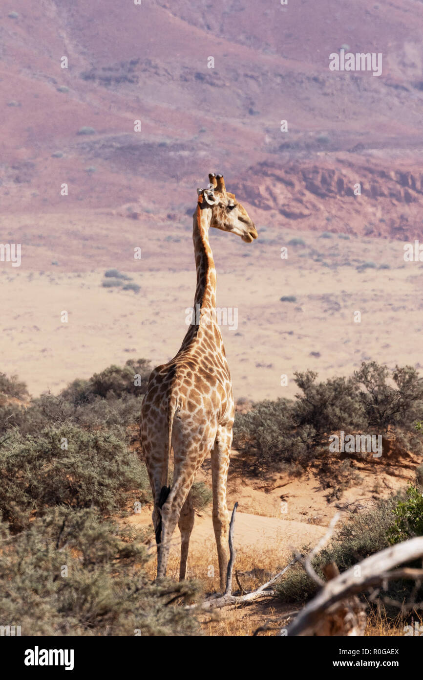 Giraffe Africa - a lone adult Southern Giraffe ( Giraffa Giraffa ), Damaraland, Namibia Africa Stock Photo