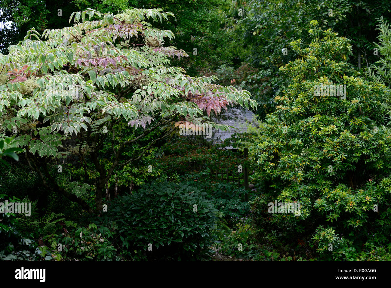 Aralia elata,Chinese angelica-tree,Japanese angelica-tree, Korean angelica-tree,ornamental,trees,garden,gardens,RM Floral Stock Photo