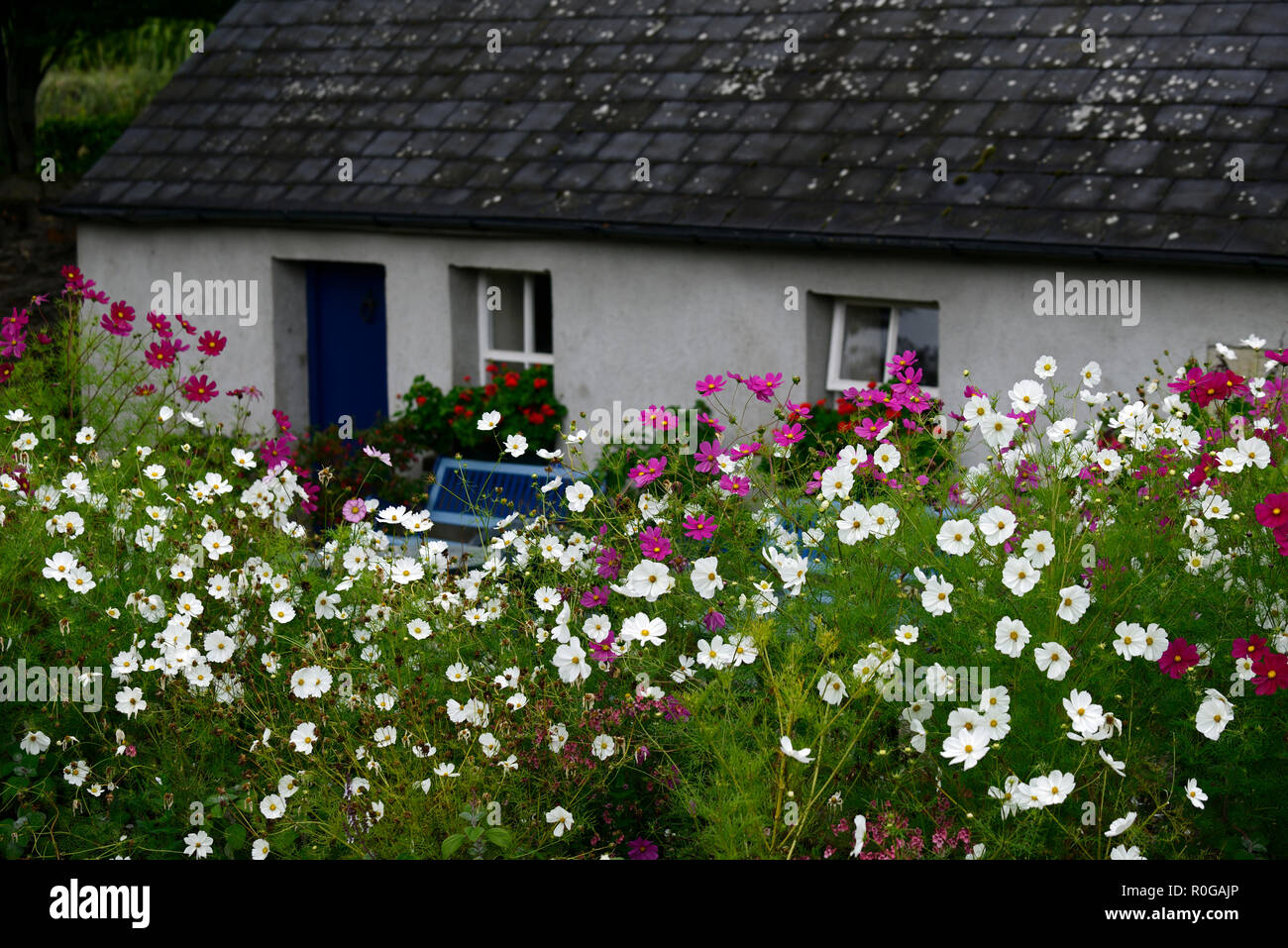 cosmos,flower,white,pink,flowers,display,display,bedding,plant,plants,cottage,RM Floral Stock Photo