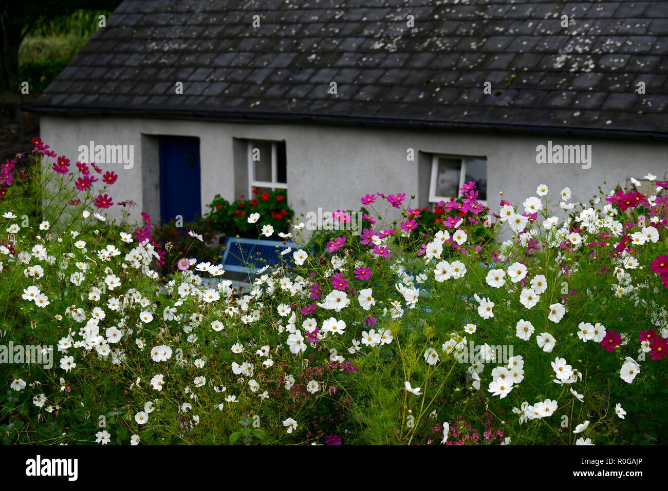 Cosmos Flower White Pink Flowers Display Display Bedding Plant