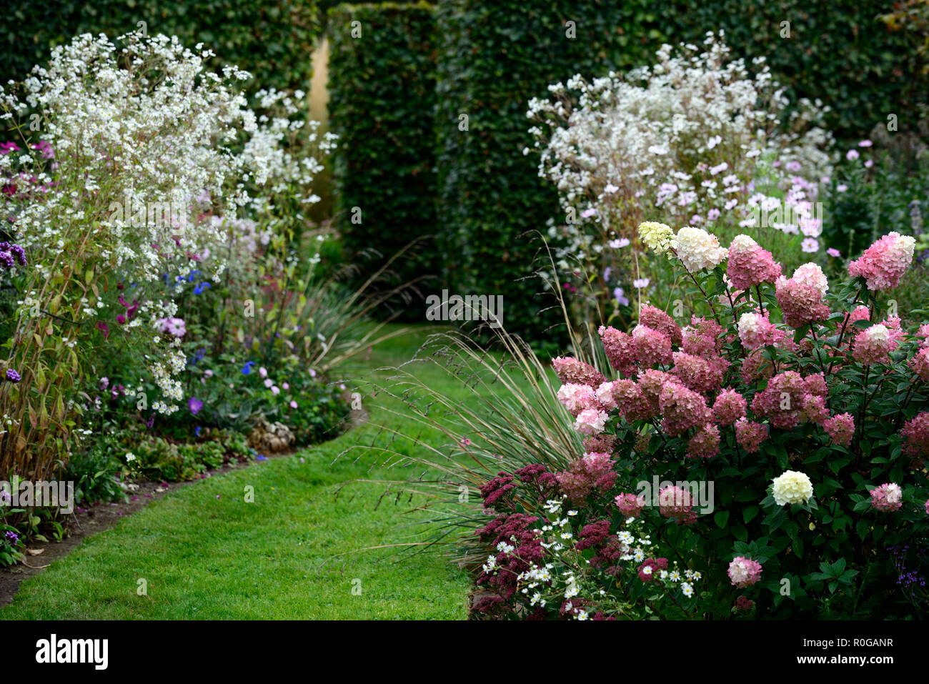 Hydrangea paniculata sale vanilla fraise