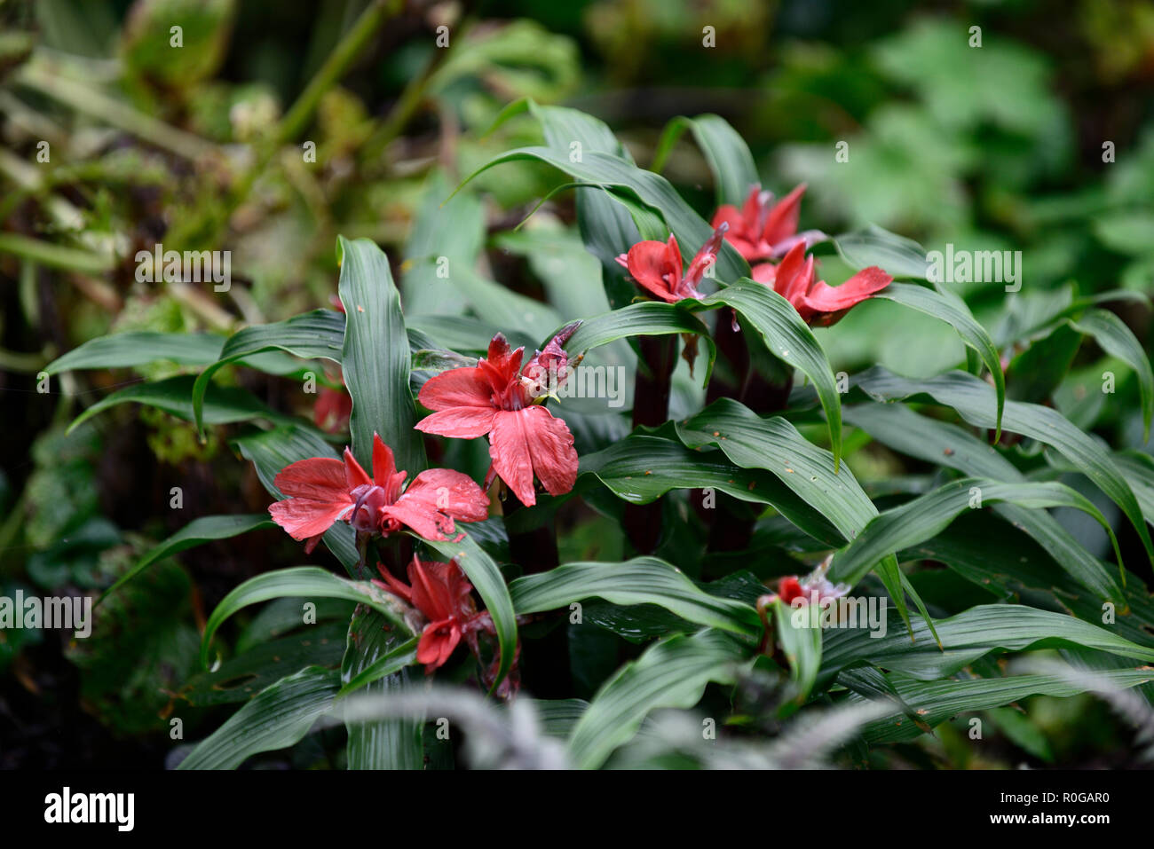 Roscoea purpurea f rubra,Roscoea purpurea forma rubra,red,flower,flowers,flowering,RM Floral Stock Photo