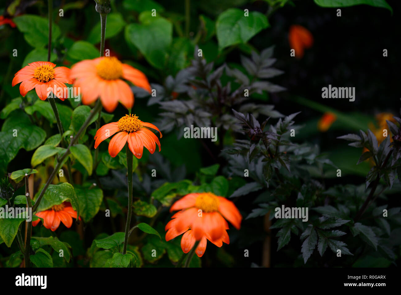 Orange tropical flowers hires stock photography and images Alamy