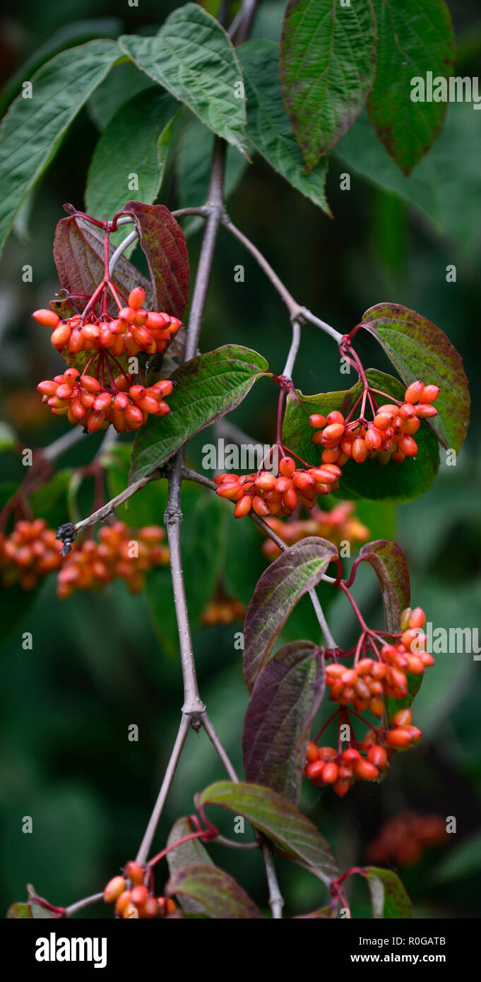 Viburnum setigerum,tea viburnum,red,berries,berrys,autumn,fall,fruit,fruiting,viburnums,garden,gardens,RM Floral Stock Photo