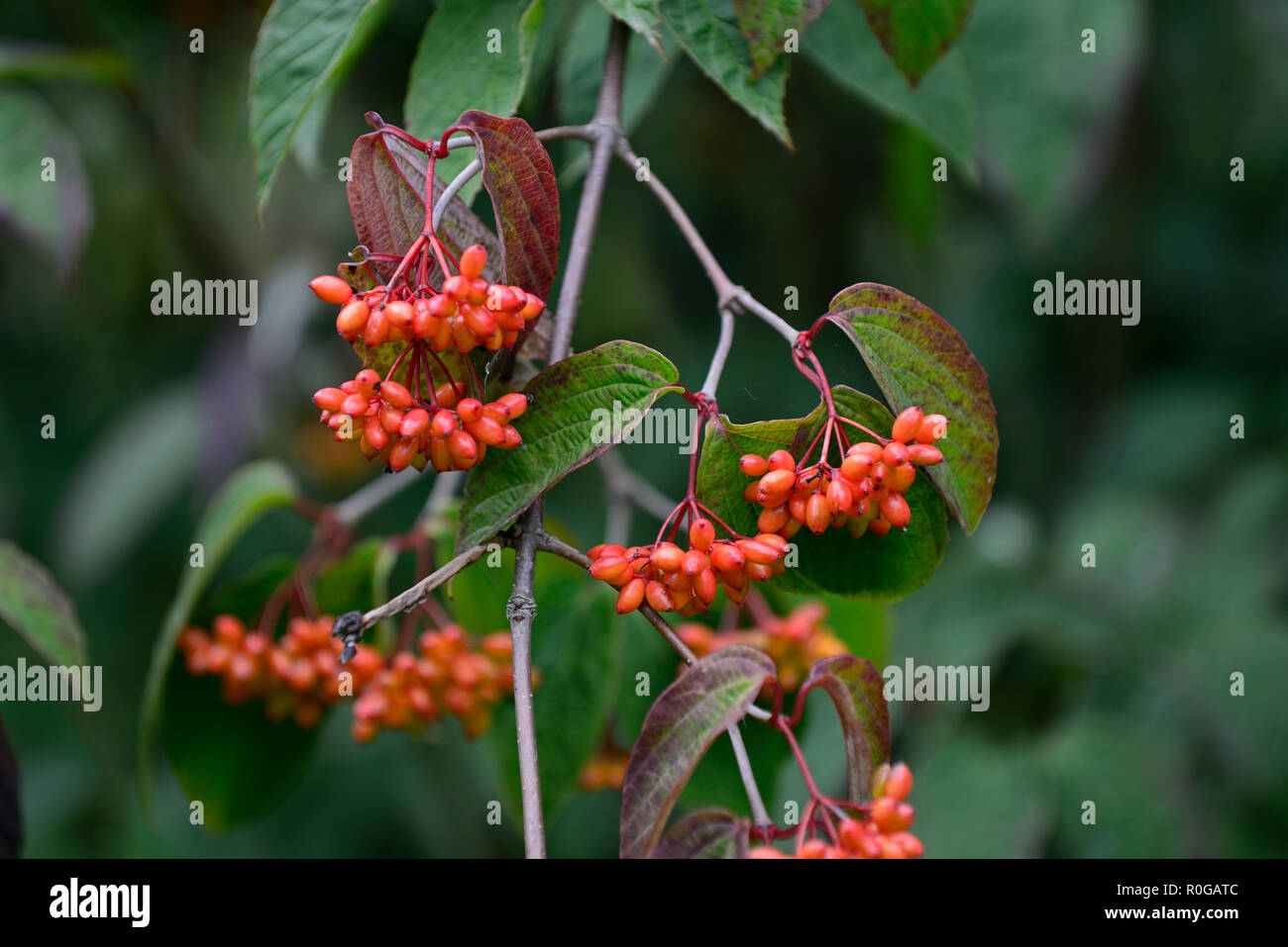 Viburnum setigerum,tea viburnum,red,berries,berrys,autumn,fall,fruit,fruiting,viburnums,garden,gardens,RM Floral Stock Photo