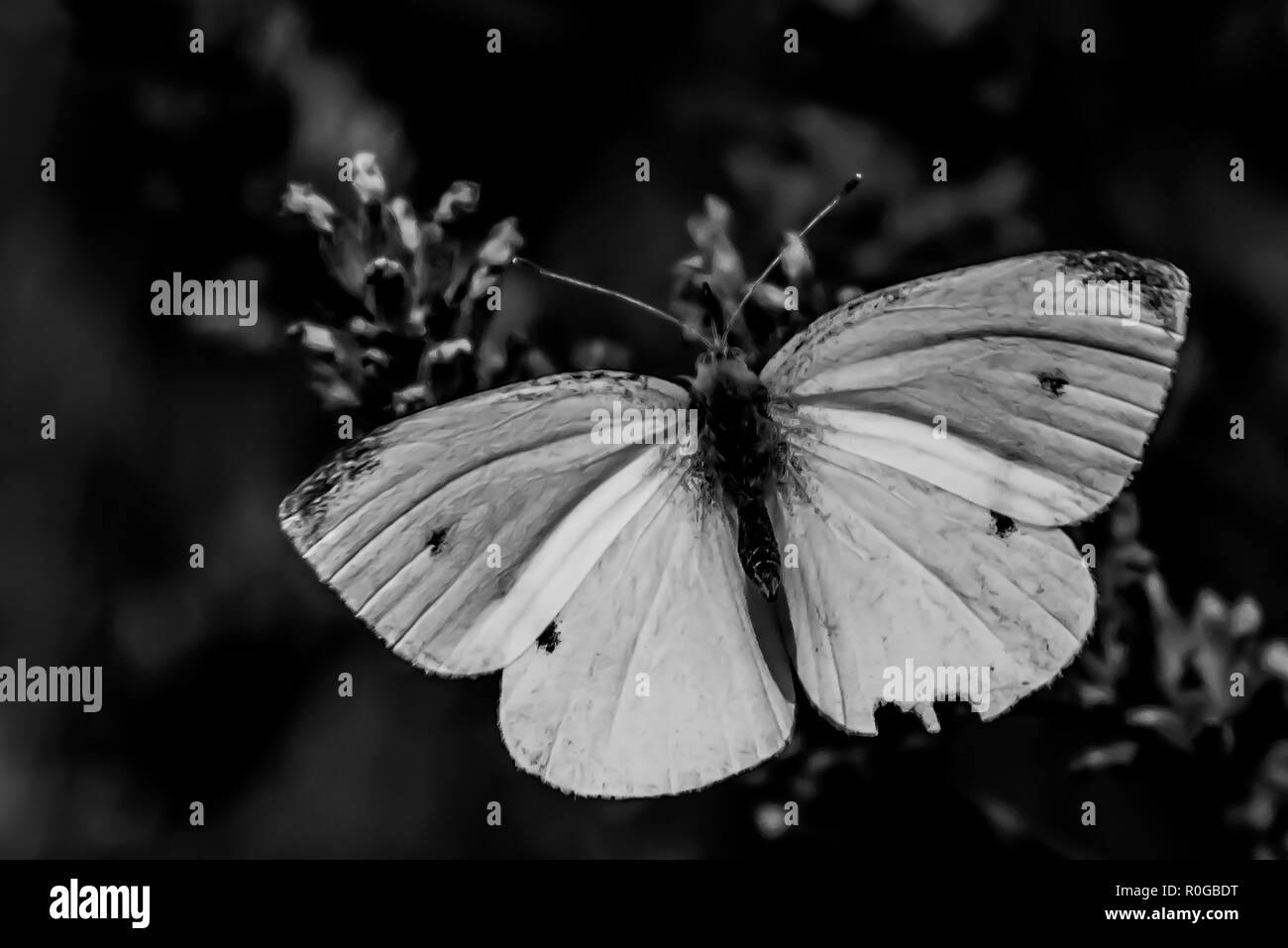 Butterfly on the flower Stock Photo