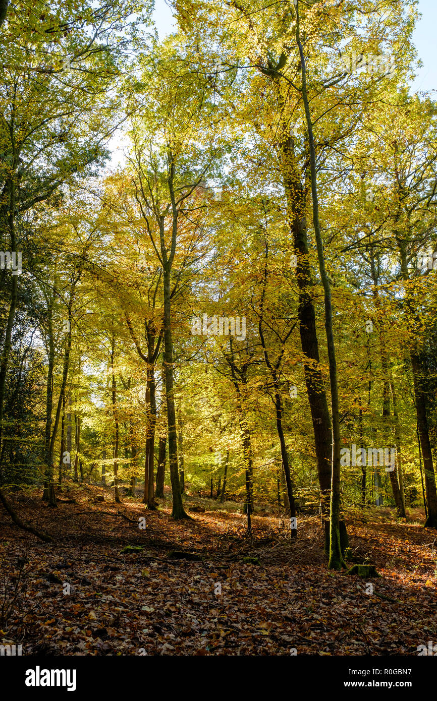BLAKENEY WOODS THE FOREST OF DEAN IN AUTUMN IN DAPPLED SUNSHINE WITH