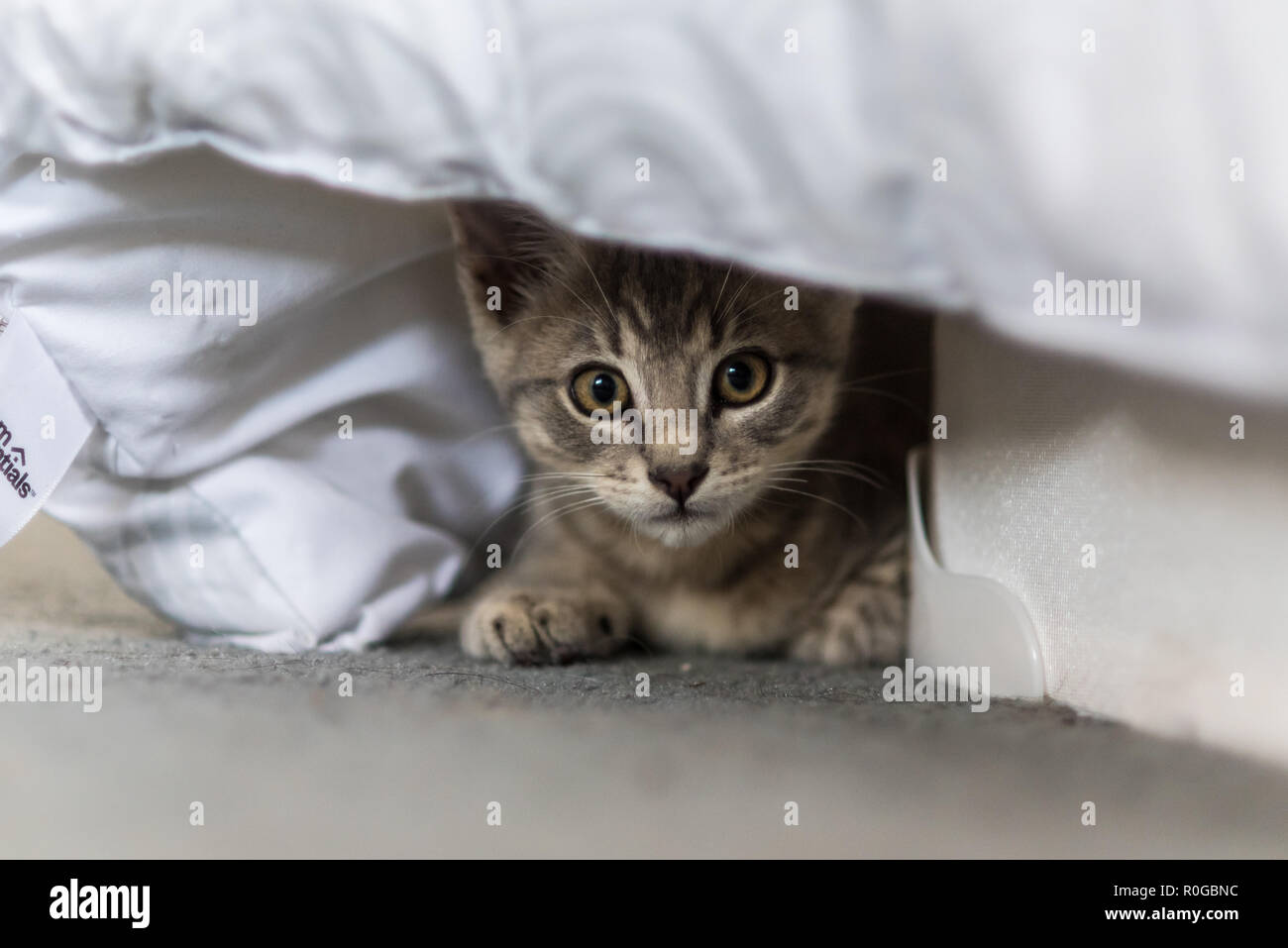 Hiding under bed covers hires stock photography and images Alamy