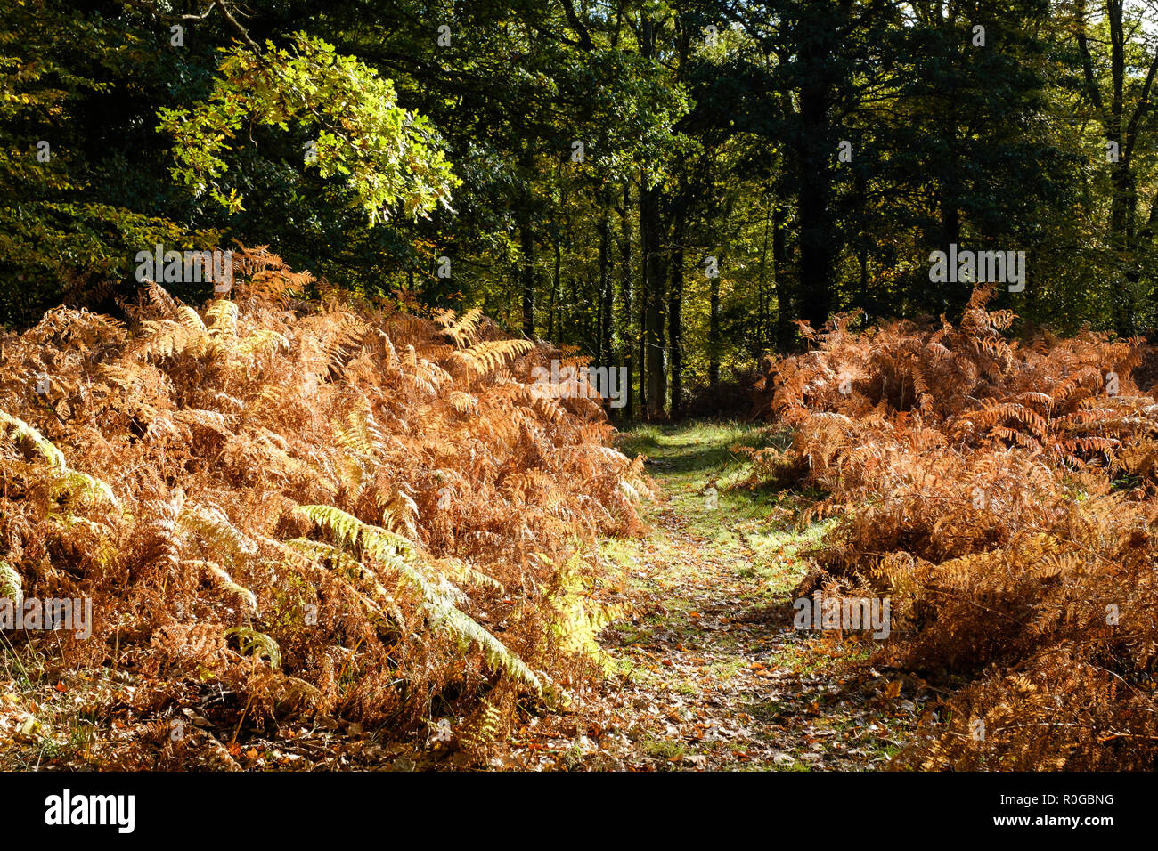 BLAKENEY WOODS THE FOREST OF DEAN IN AUTUMN WITH PATH EDGED WITH AUTUMN BRACKEN IN DAPPLED SUNLIGHT. Stock Photo