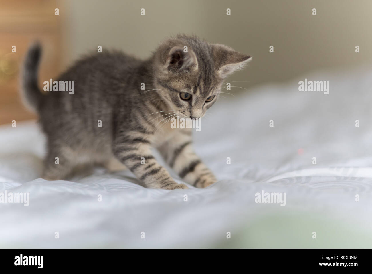 Adorable and playful grey tabby kitten pouncing on the bed with furry paws. Stock Photo