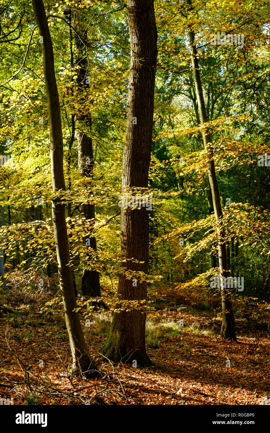 BLAKENEY WOODS THE FOREST OF DEAN IN AUTUMN Stock Photo