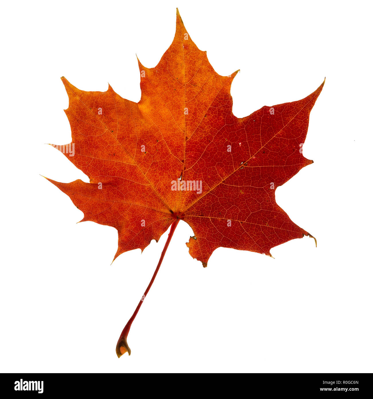 Vibrant detailed colorful autumn leaf on white background. Stock Photo