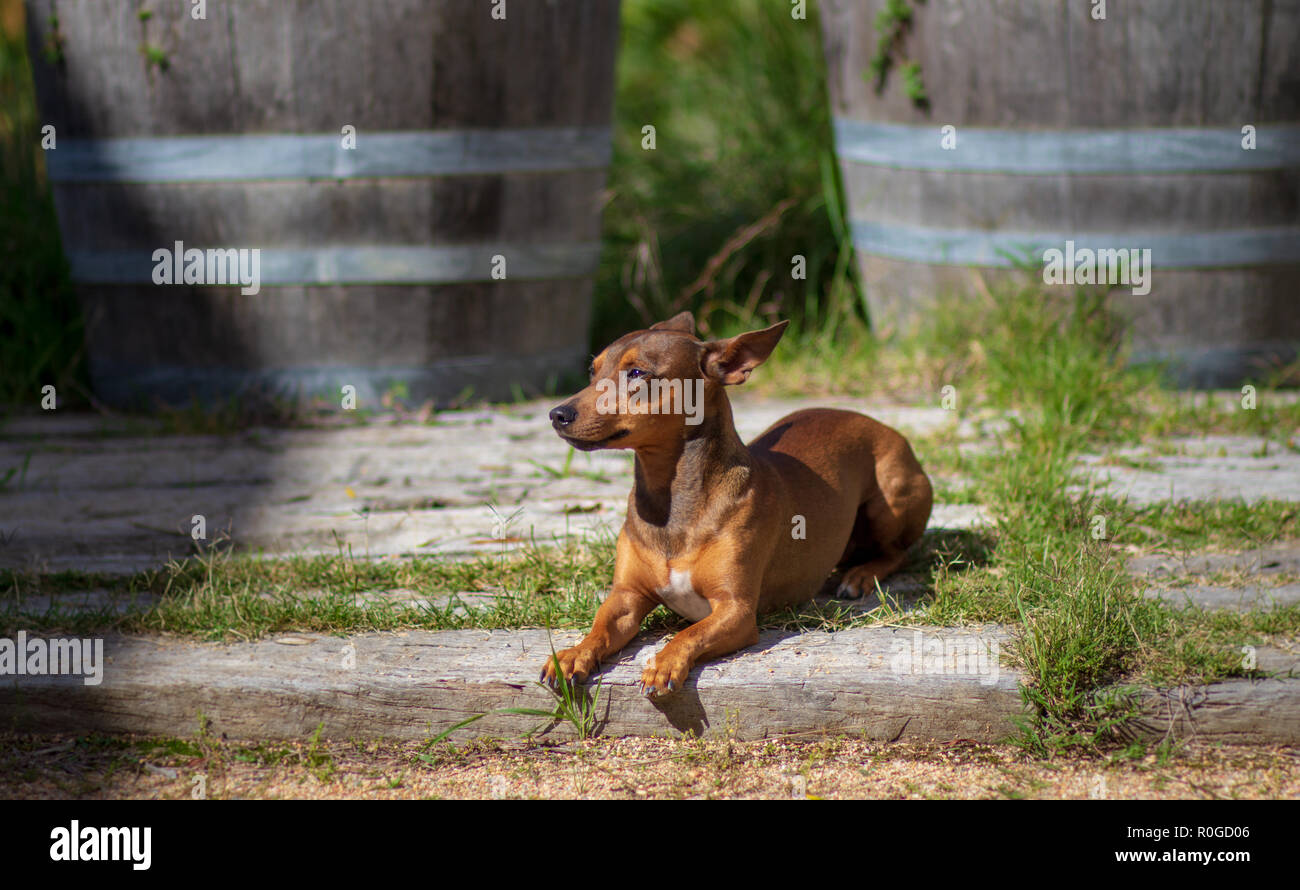 Small short haired small brown dog sitting outside in sunshine in front of old wine barrel planters at Australian winery, Canberra, ACT, Australia Stock Photo