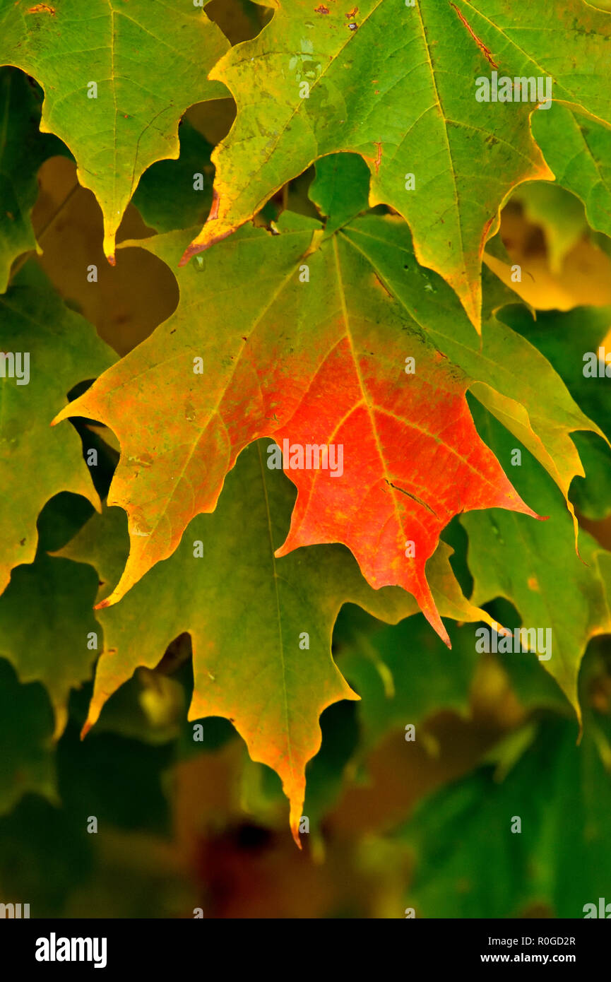 A vertical image of maple leaves turning to the reds and yellows of fall in Sussex  New Brunswick, Canada. Stock Photo
