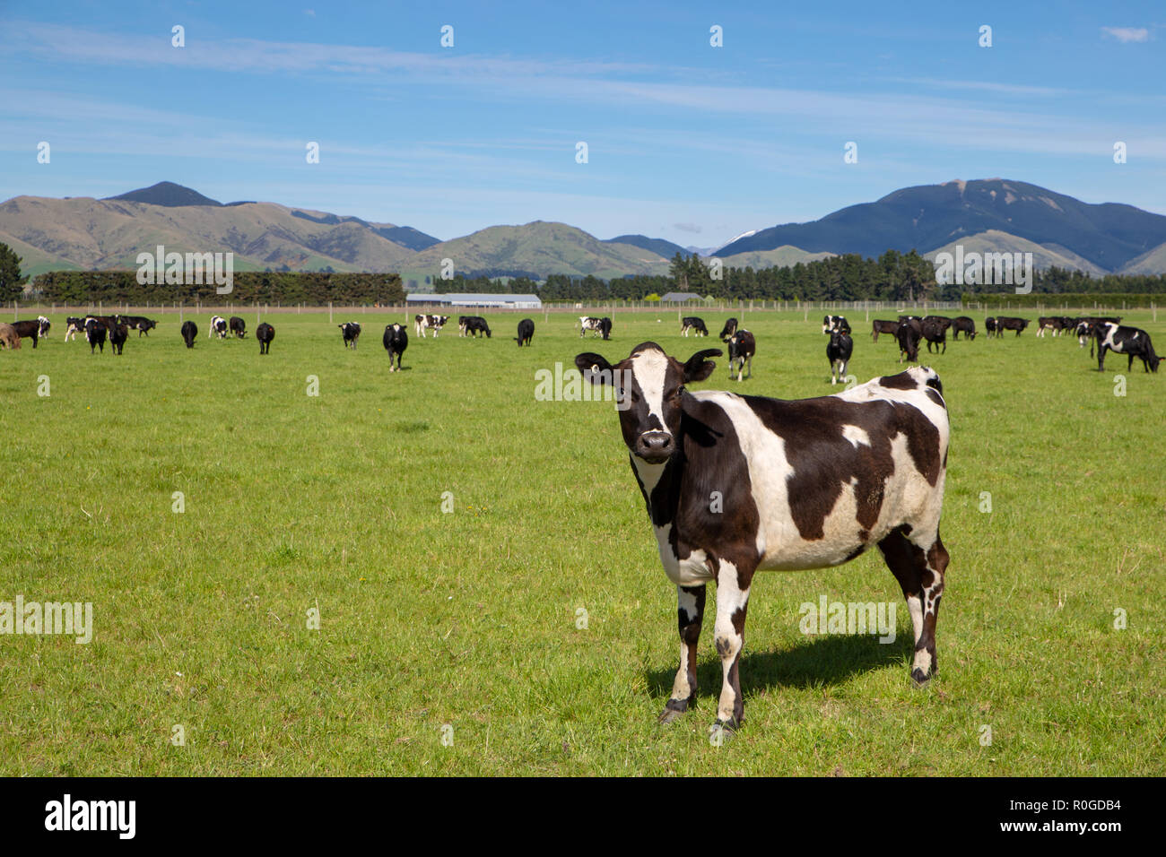 Title A black and white cow stands out from the herd in field in Canterbury, New Zealand Stock Photo