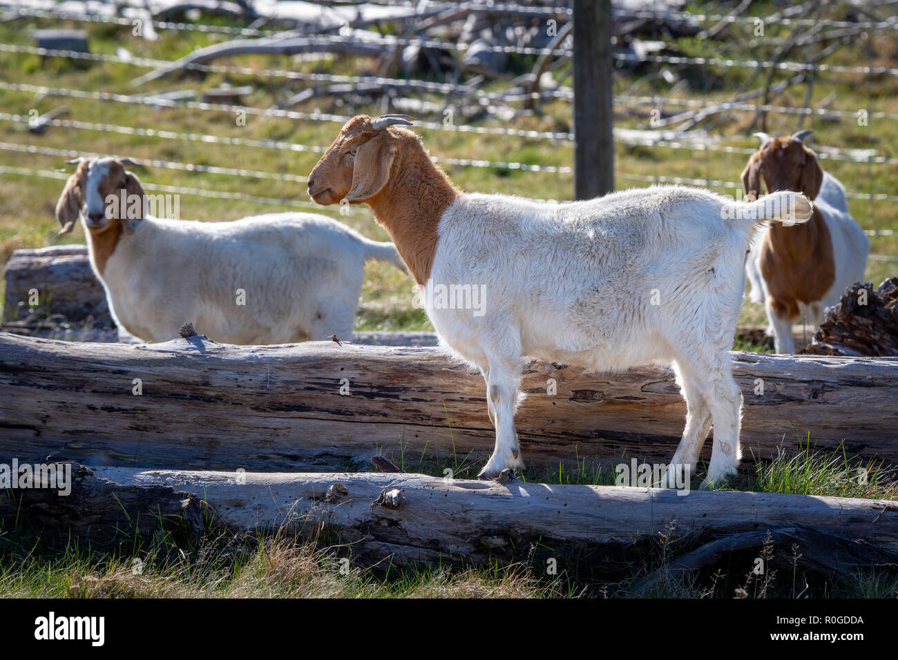 Brown and white goats play on logs on a farm in New Zealand Stock Photo