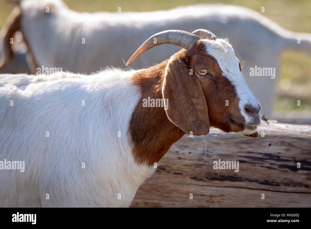 Brown and white goat hires stock photography and images Alamy