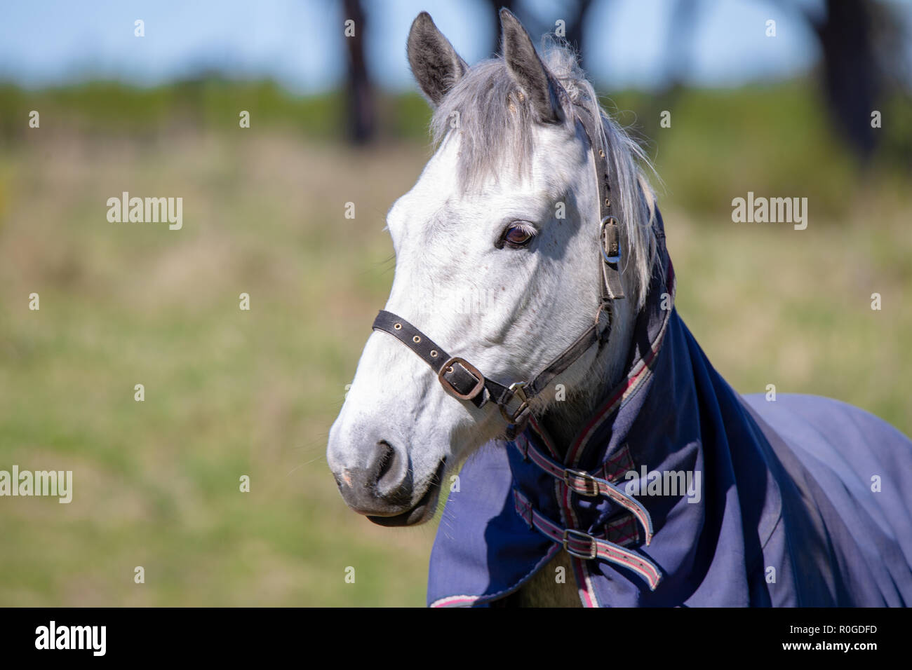 A grey horse wears a blue cover to protect it from the cold weather