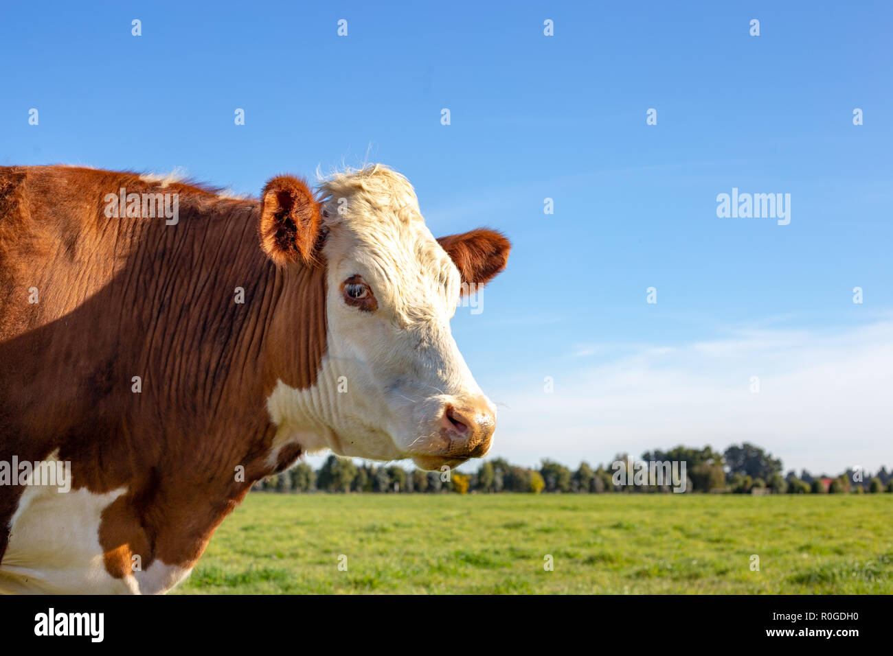 Side profile of a brown and white hereford steer in a farm field in Springtime Stock Photo