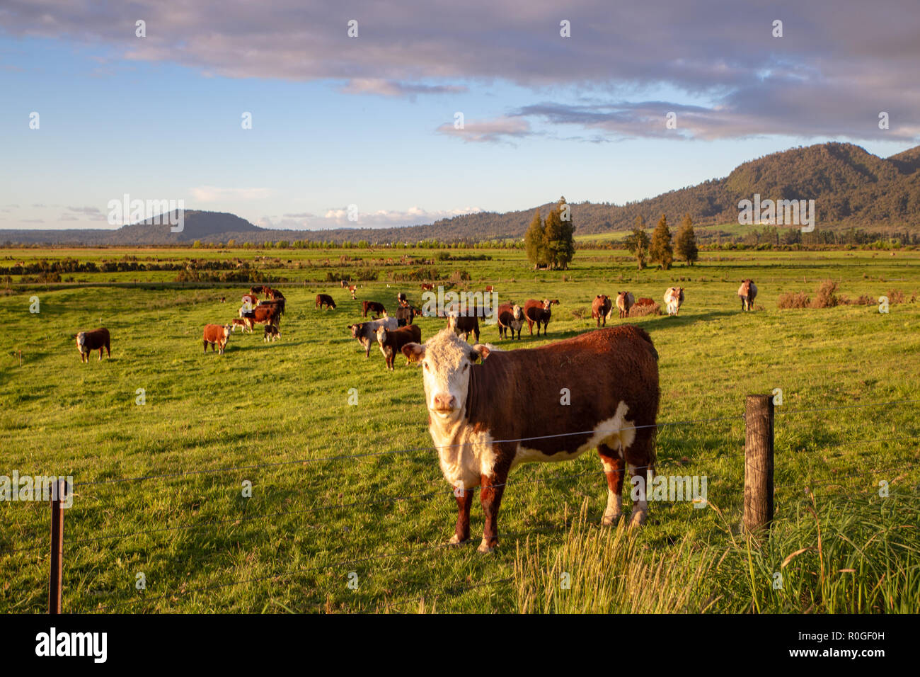 Hereford cattle hires stock photography and images Alamy
