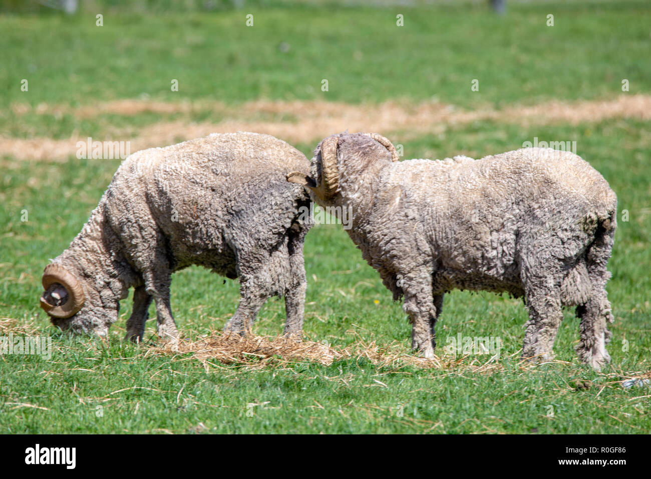 Sheep station new zealand hi-res stock photography and images - Alamy