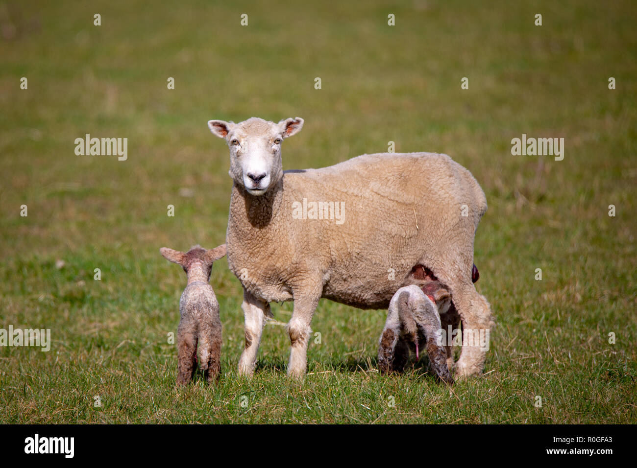 Newborn lambs drink from their mother on a farm in springtime Stock ...