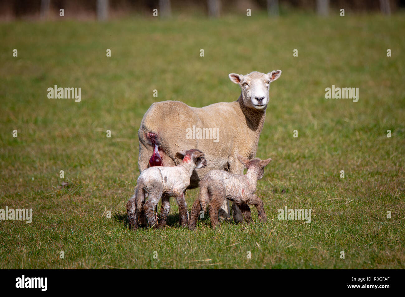 A ewe has just given birth to twin lambs with brown legs in a field on a farm Stock Photo