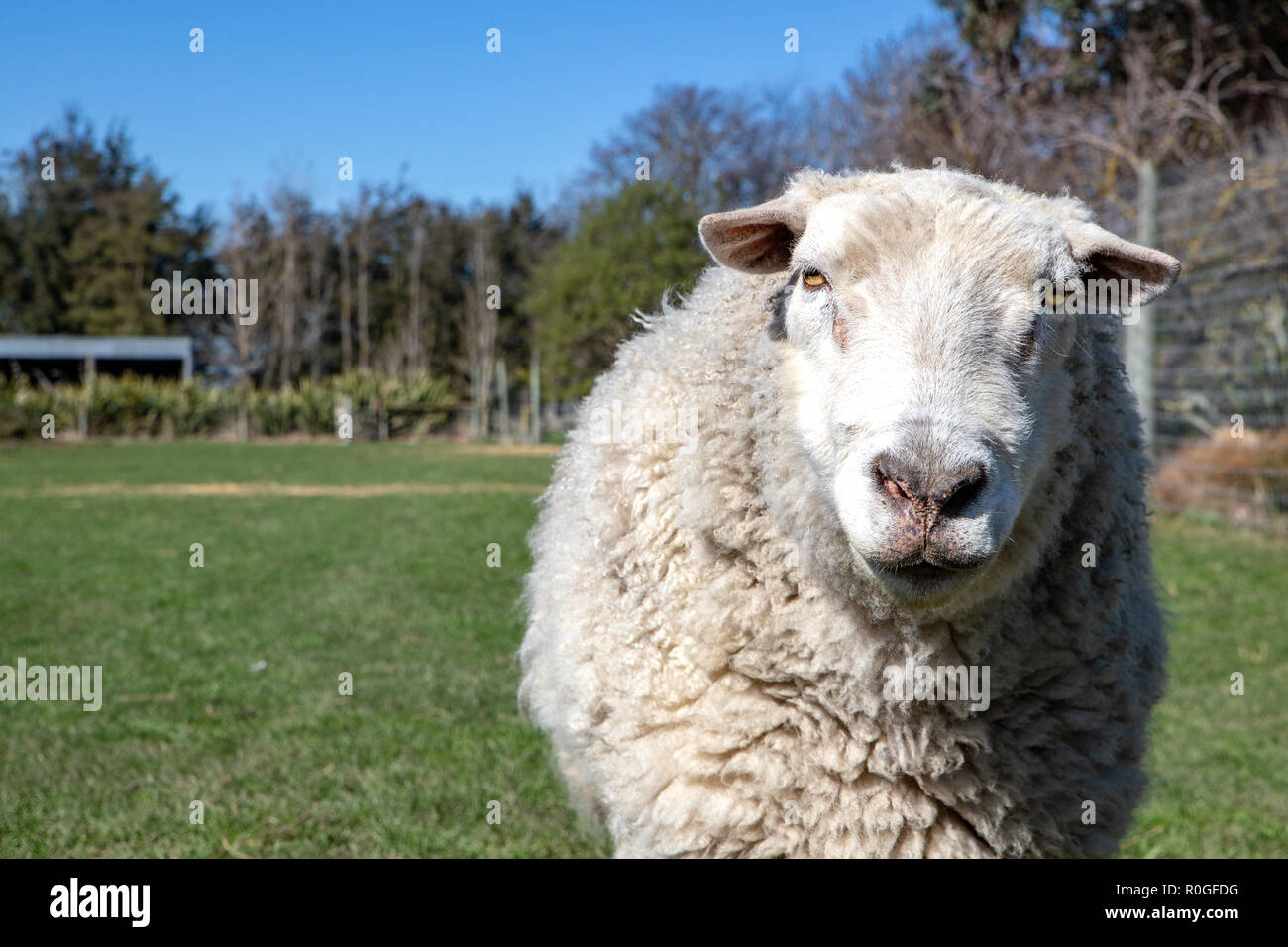 e A white woolly ram with a strong character and personality Stock Photo