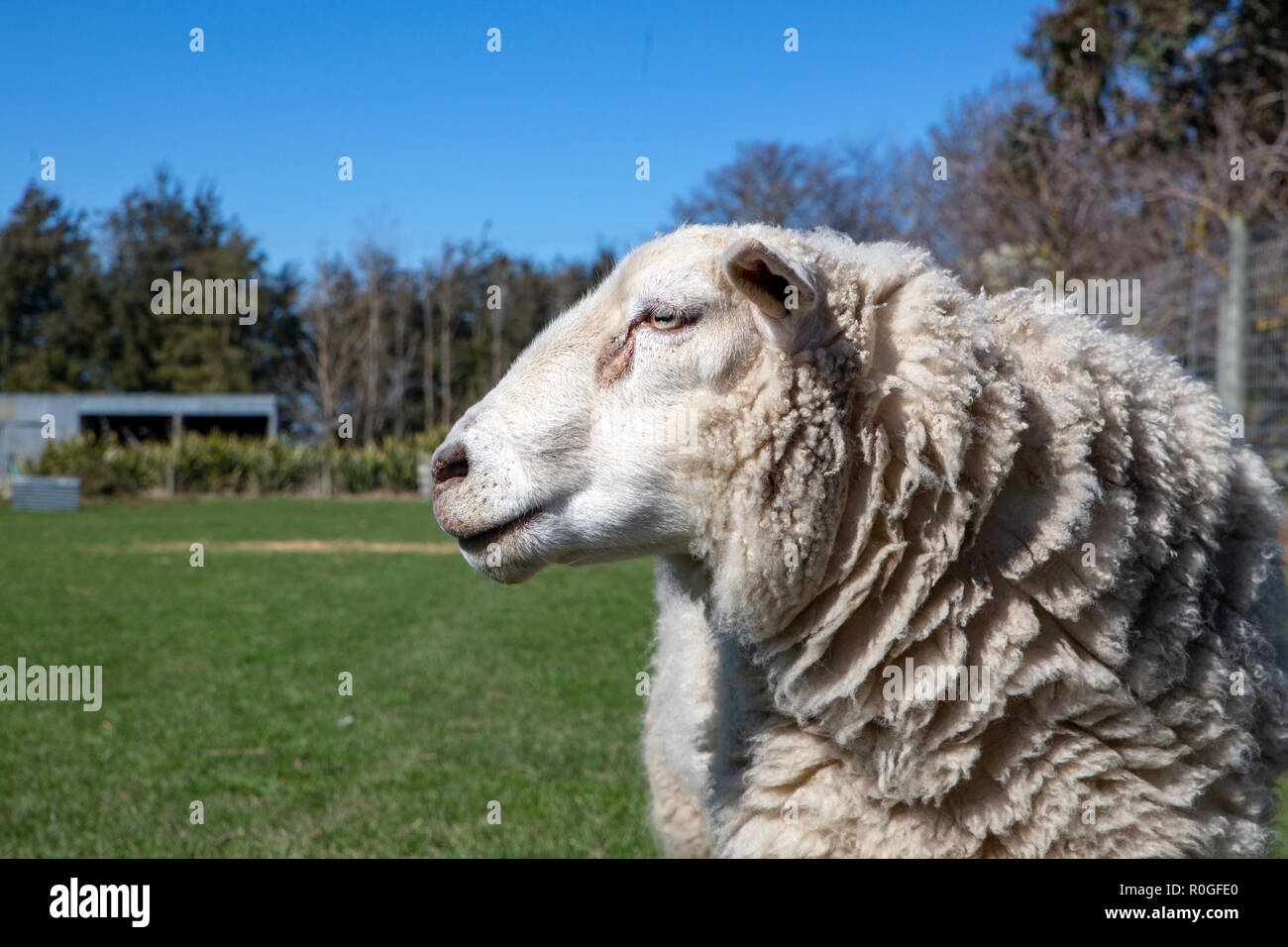 A woolly ram looking away in a field on a farm Stock Photo