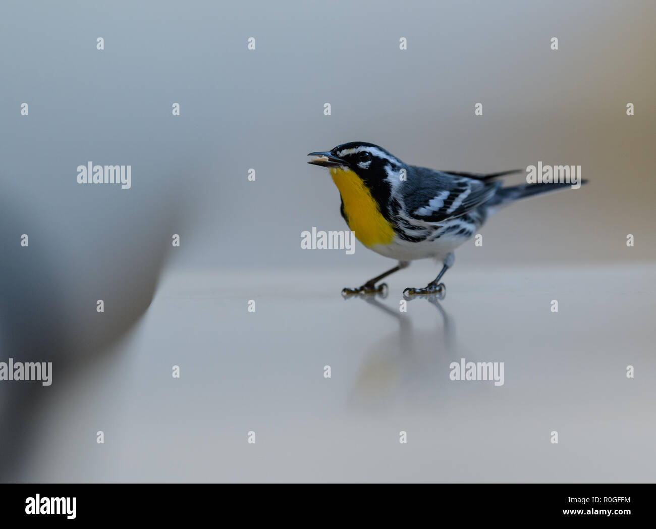 Yellowthroated Warbler sitting on a reflecting white surface, eating