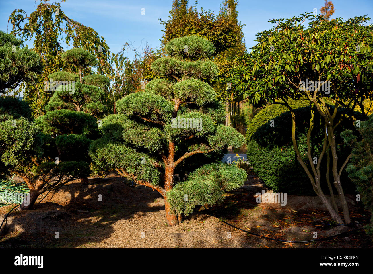 Bansai trees hi-res stock photography and images - Alamy
