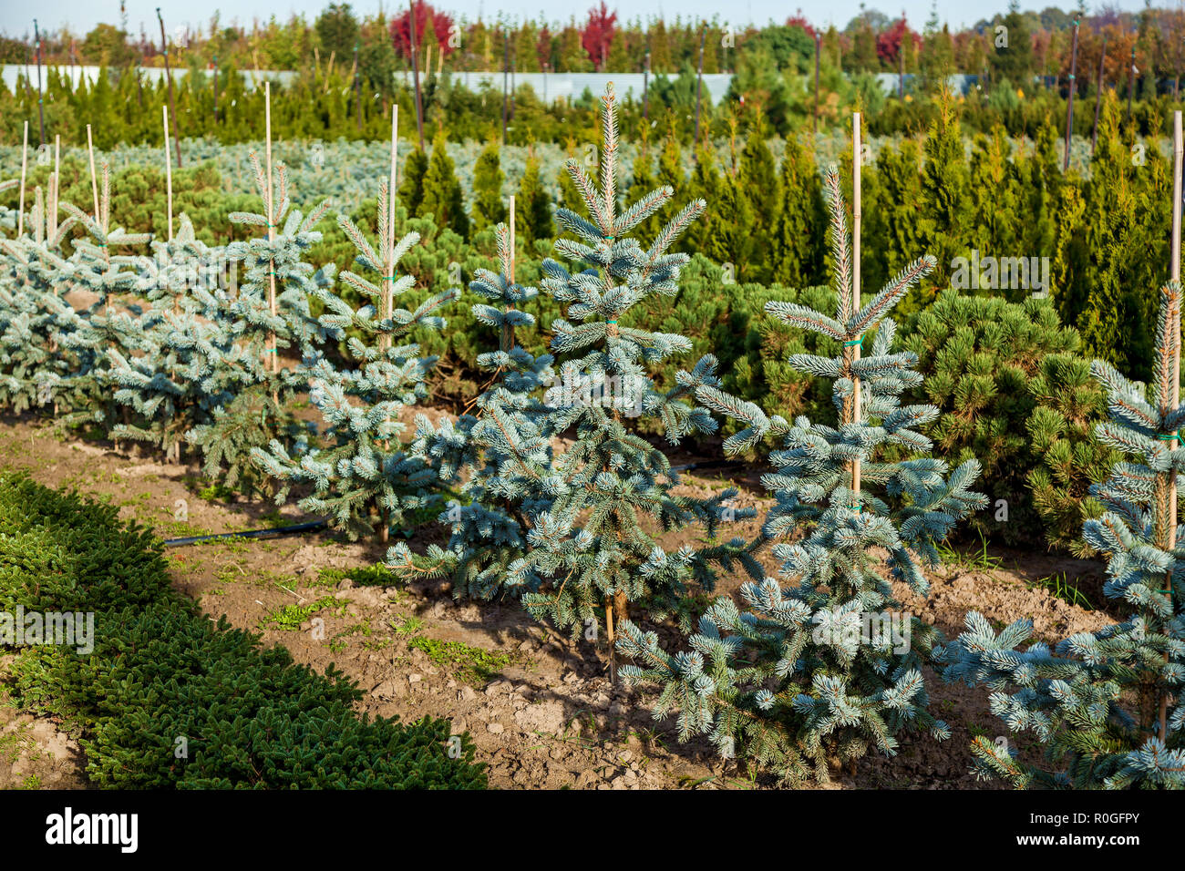 A row of blue firs in the garden center selling plants. Seedlings of ...
