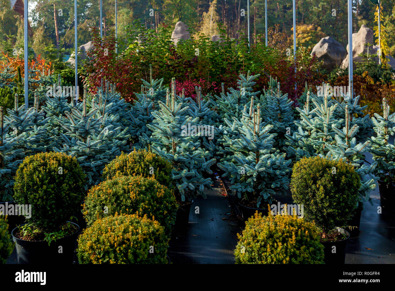 A row of blue firs in the garden center selling plants. Seedlings of ...