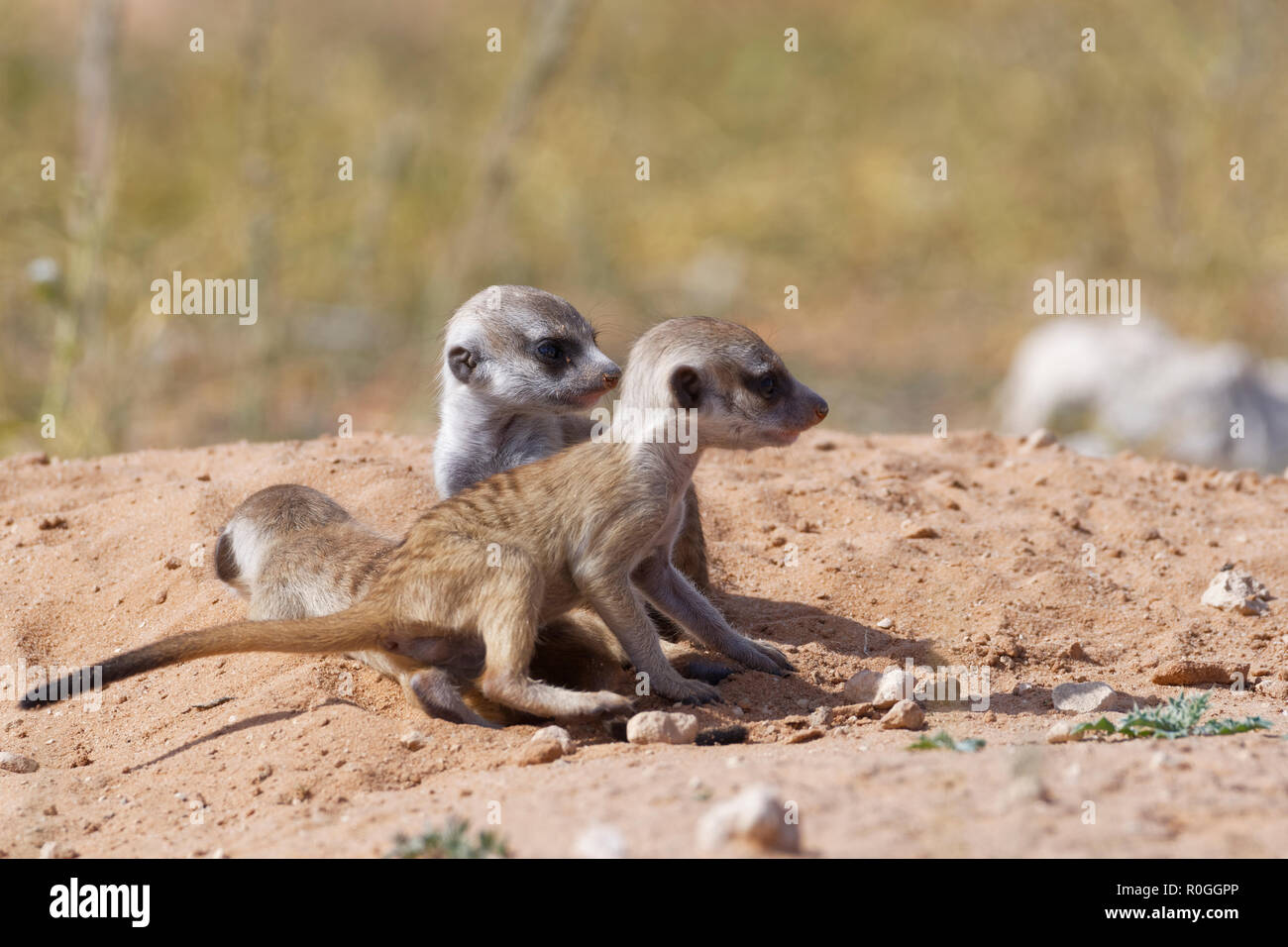 Meerkats (Suricata suricatta), three young males at burrow, Kgalagadi Transfrontier Park, Northern Cape, South Africa, Africa Stock Photo