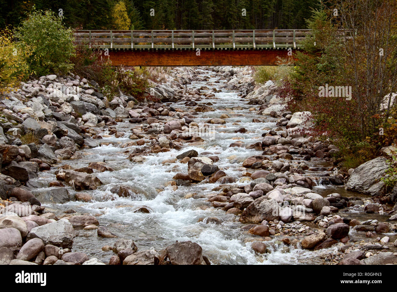 Golden British Columbia Kicking Horse Country stream Stock Photo - Alamy