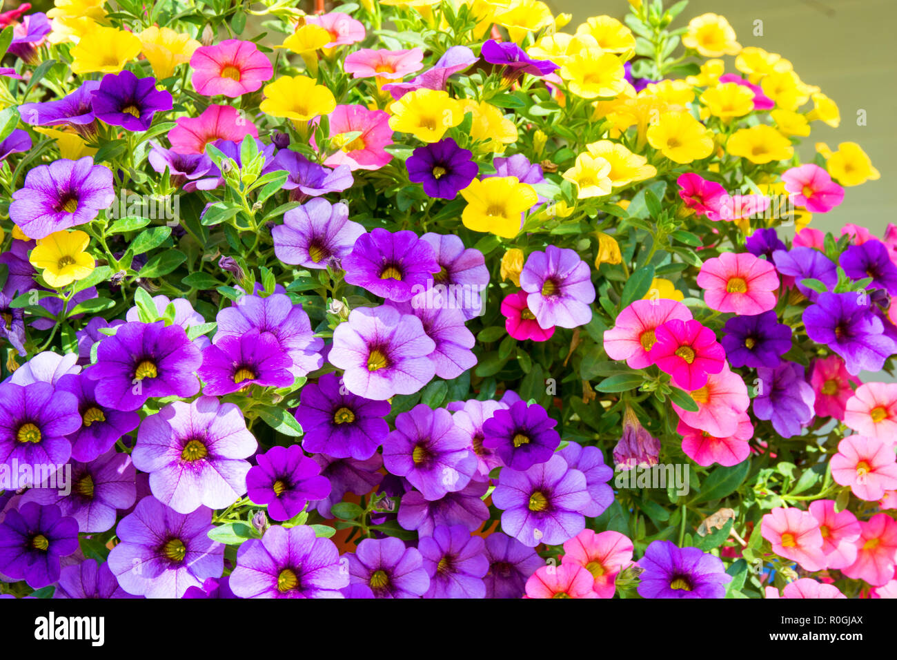A display of multicoloured Calibrachoa hybrid flowers. Stock Photo