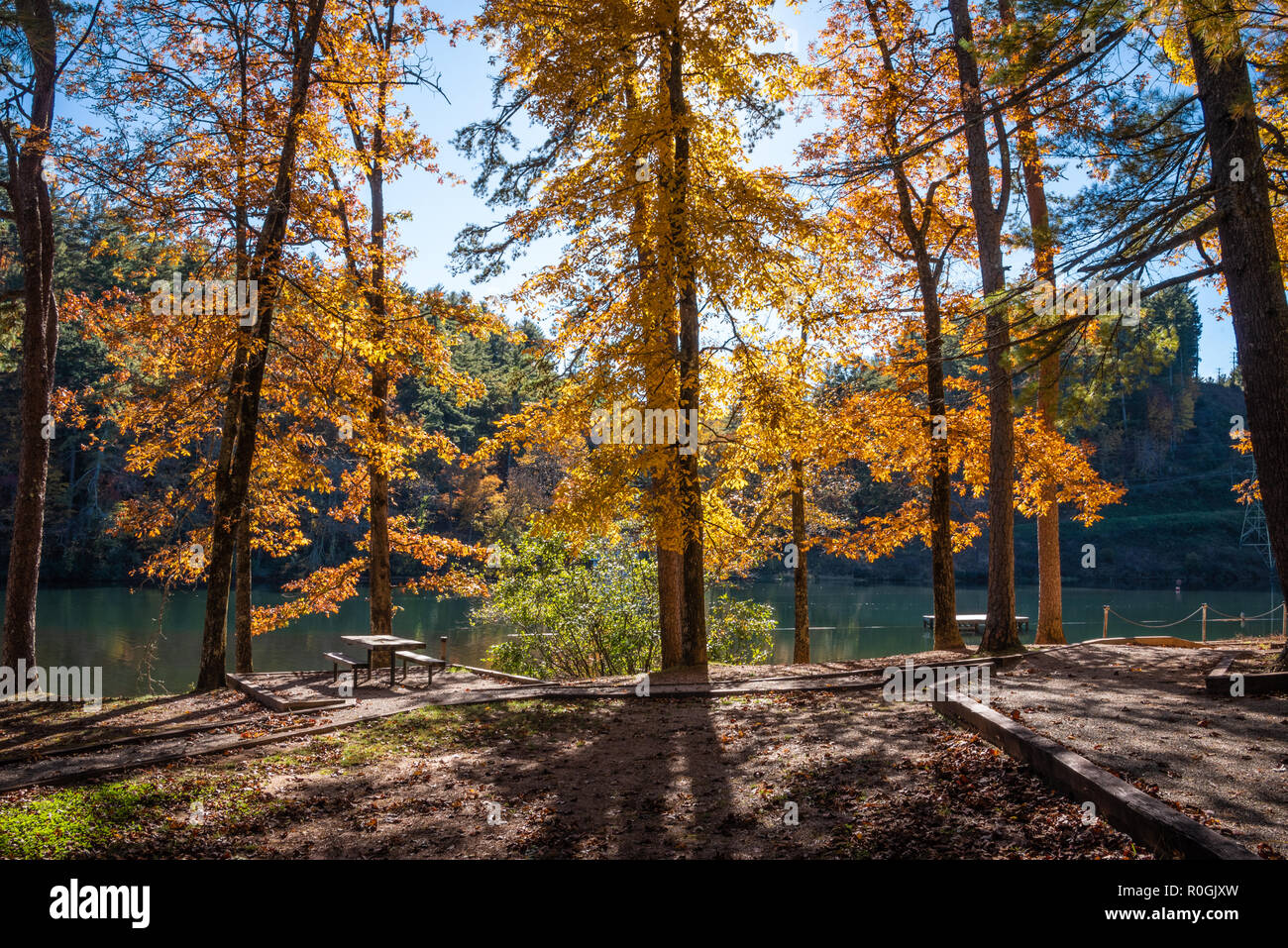 Sunlight illuminates brilliant autumn leaves along the shoreline of Lake Rabun at Rabun Beach Recreation Area in Northeast Georgia. (USA) Stock Photo