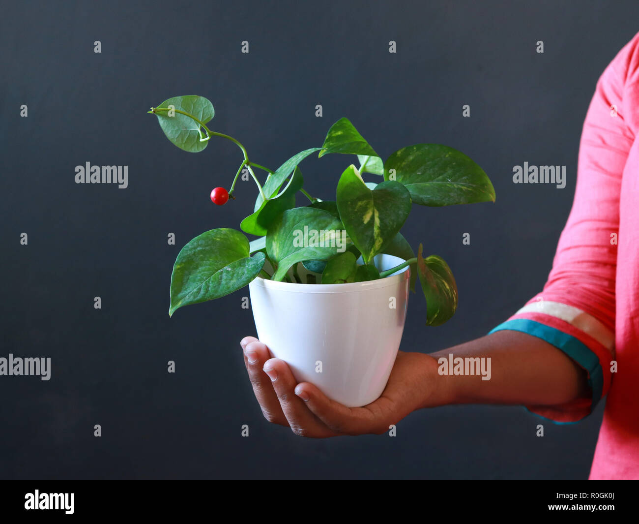 A girl holding a pot of plant with grey background Stock Photo - Alamy